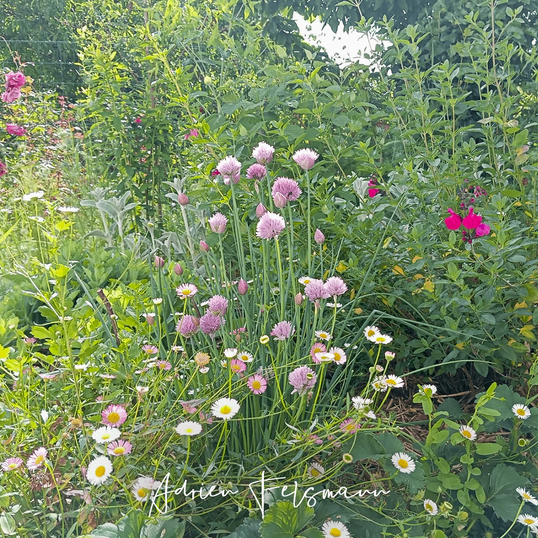 Massif à la floraison étalée toute l'année