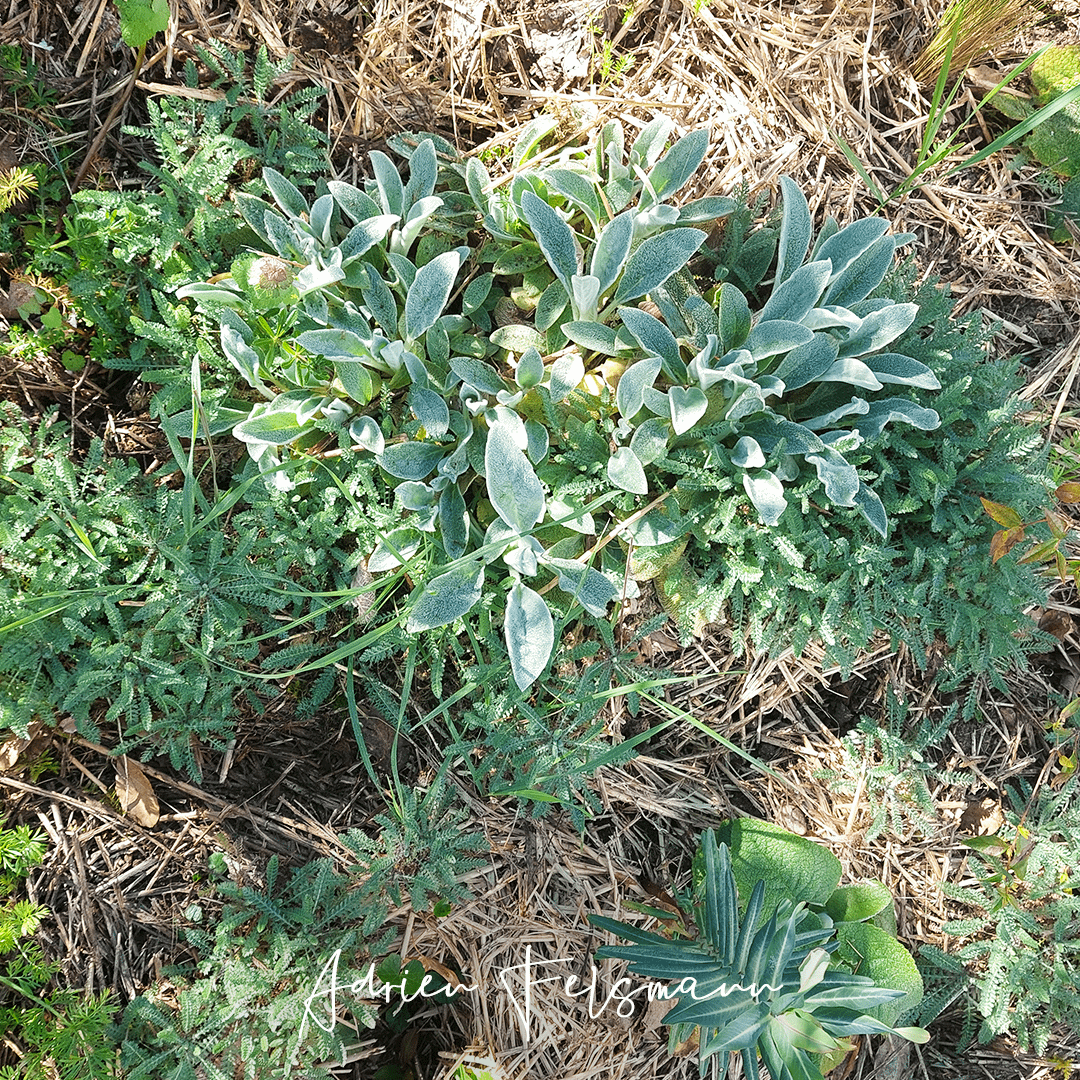 Plantes couvre-sols et paillage écologique