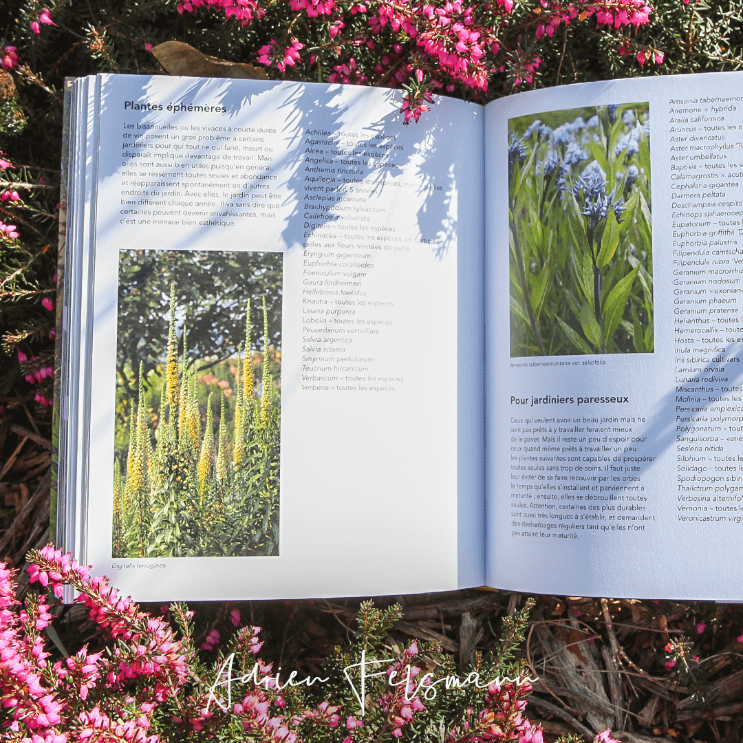Plantes pour jardin naturaliste référencées par thèmes
