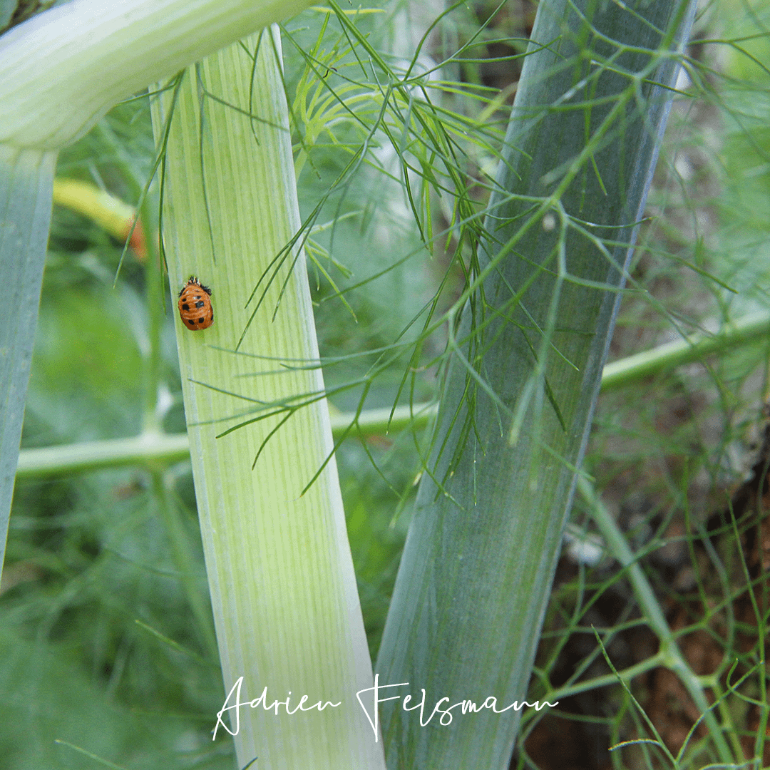 Nymphe de coccinelle sur un fenouil