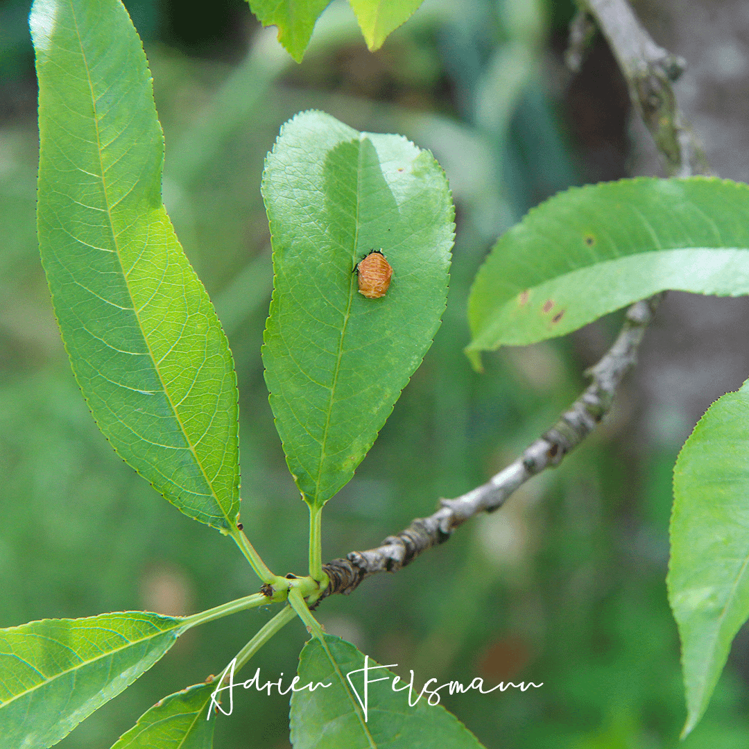 Nymphe de coccinelle sur un pêcher