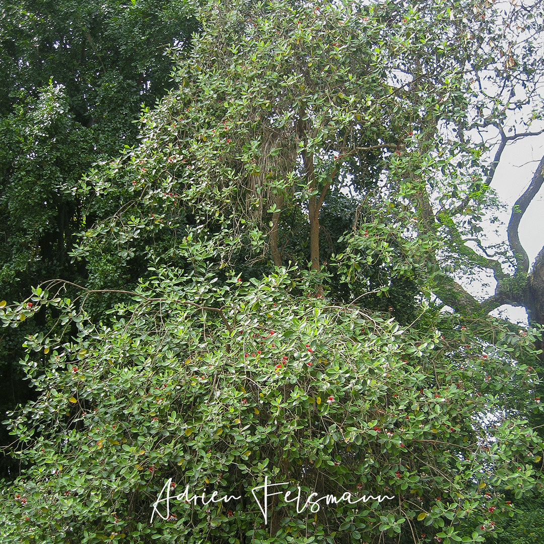 Grand feijoa au jardin botanique de Lisbonne
