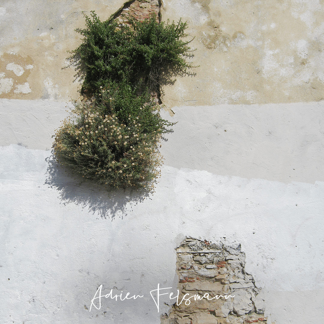Phagnalon graecum sur un mur à Lisbonne