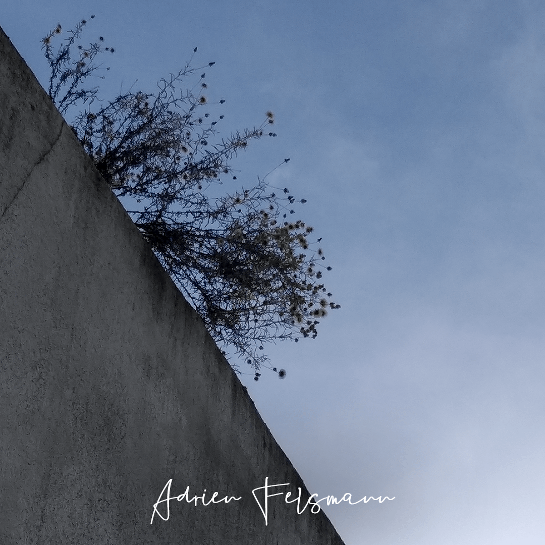 Une plante sauvage pousse sur un mur