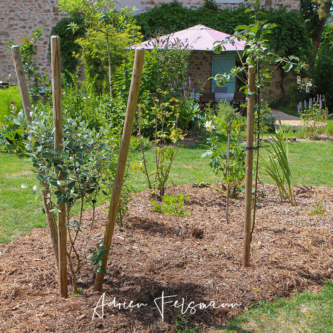 Paillage d'un jardin nourricier avec du broyat de bois