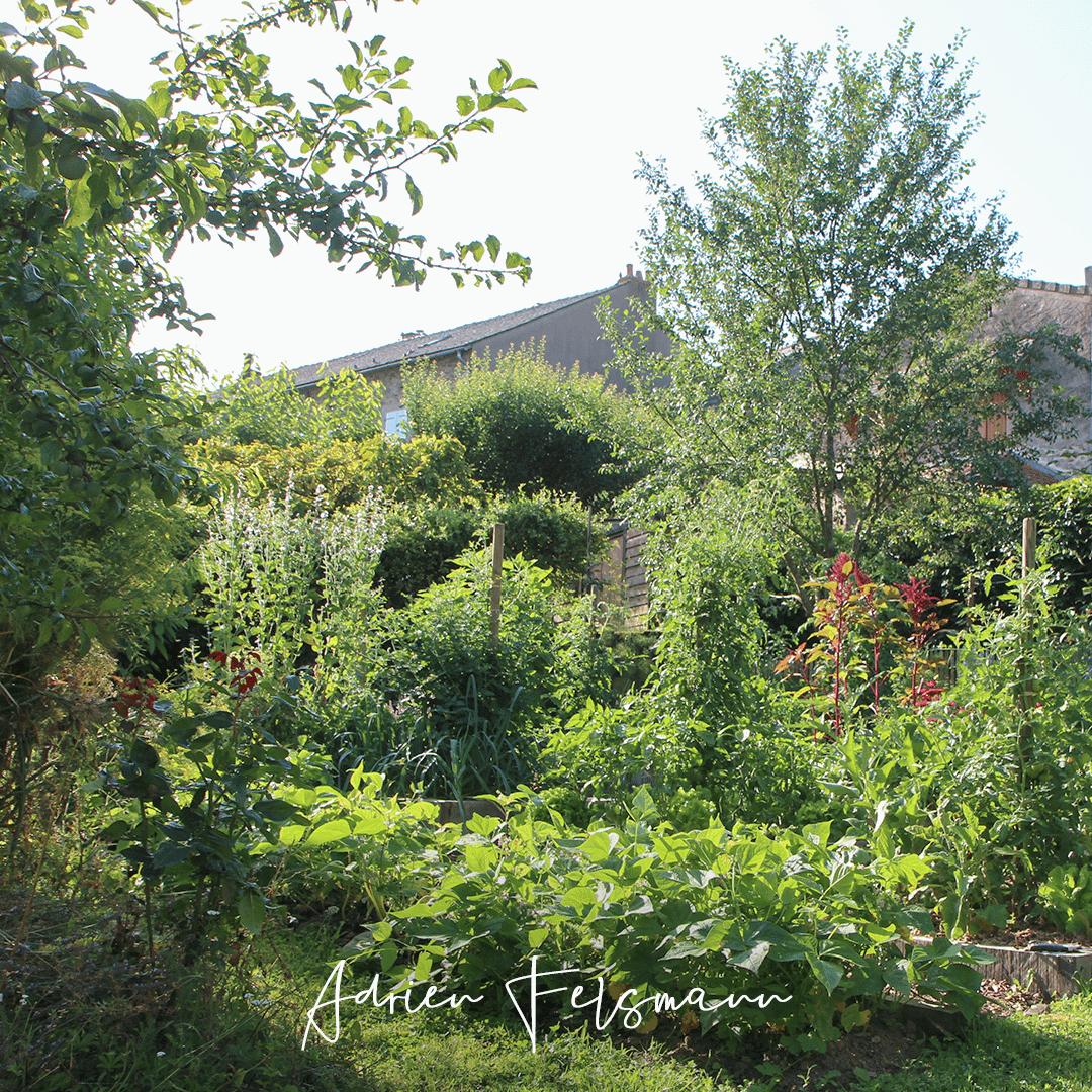 Potager avec des arbres dans un jardin inspiré par l'agroforesterie