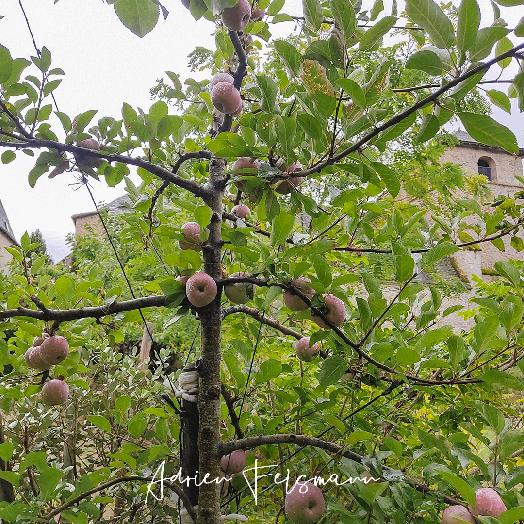 Pommier taillé en solaxe dans un jardin écologique