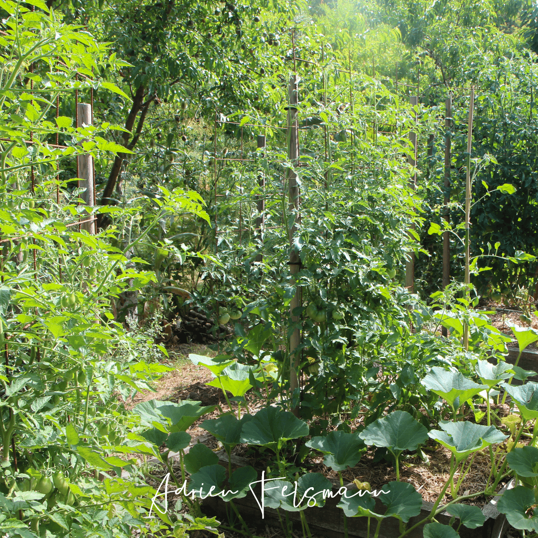 Abondance de fruits et légumes au potager naturel