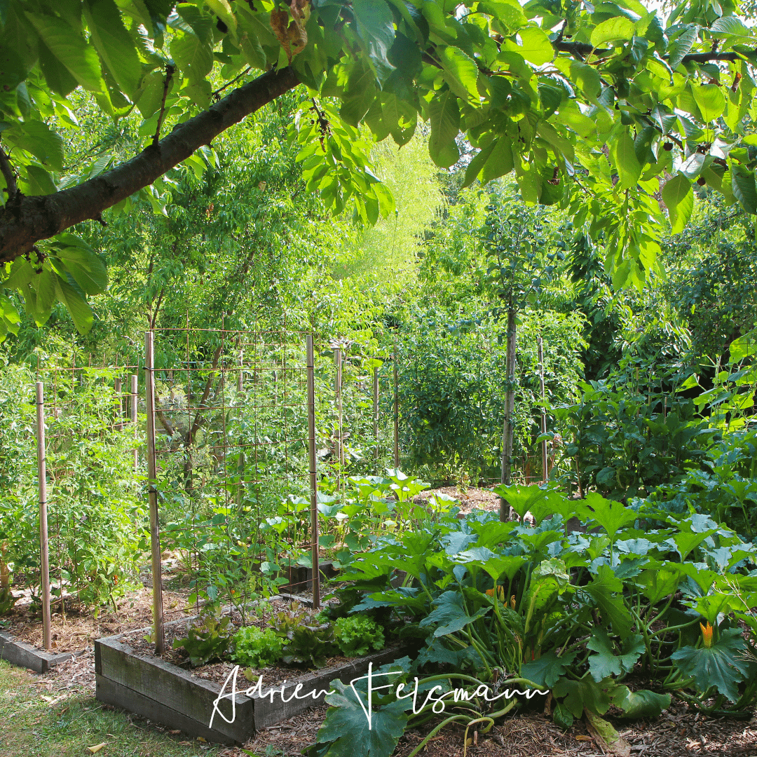 Associations de plantes compagnes et d'arbres au potager en agroforesterie