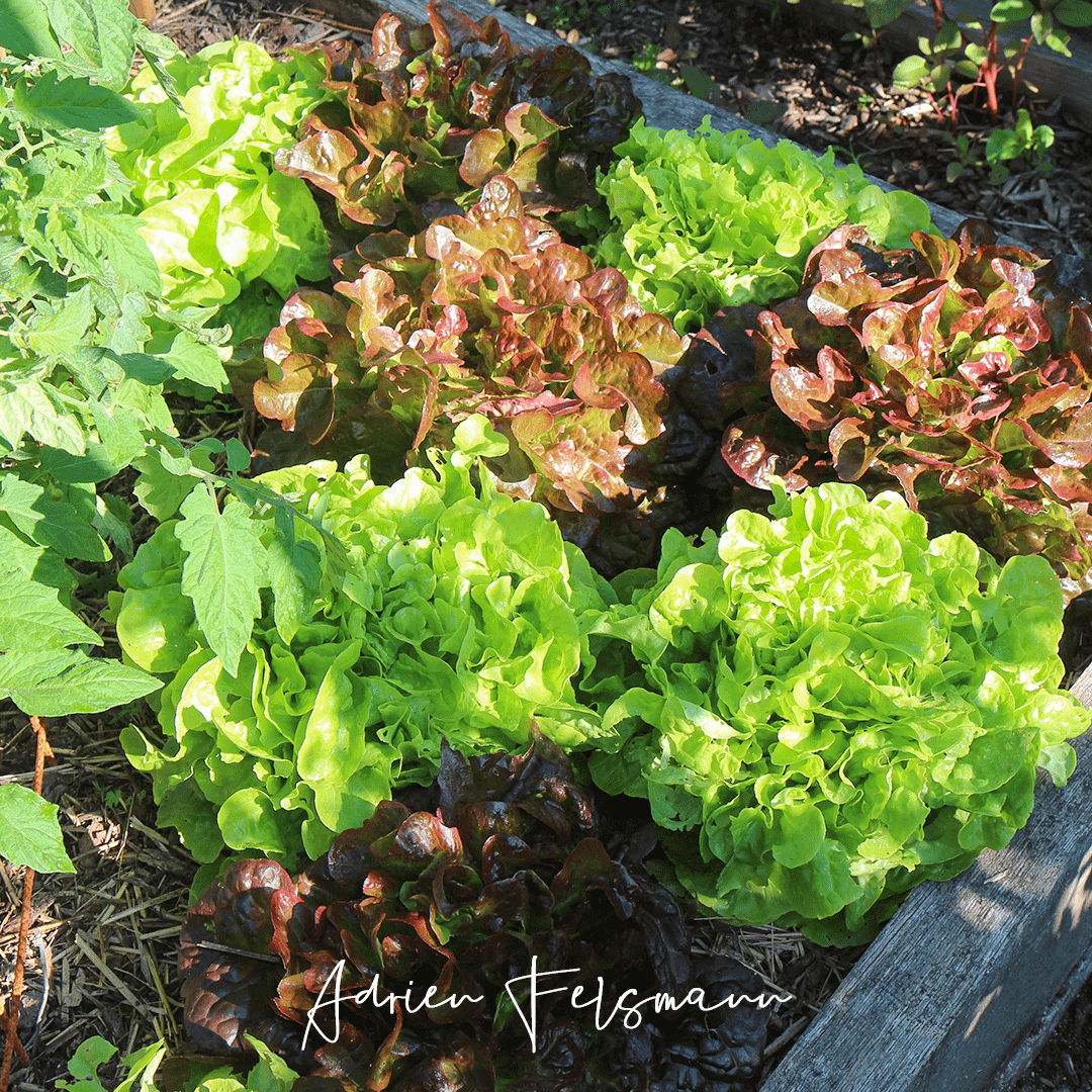 Salades au potager permaculturel