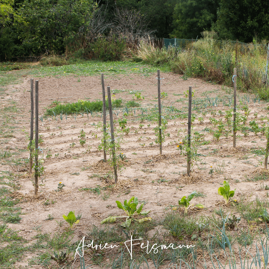 Comment sauver un potager de la sécheresse