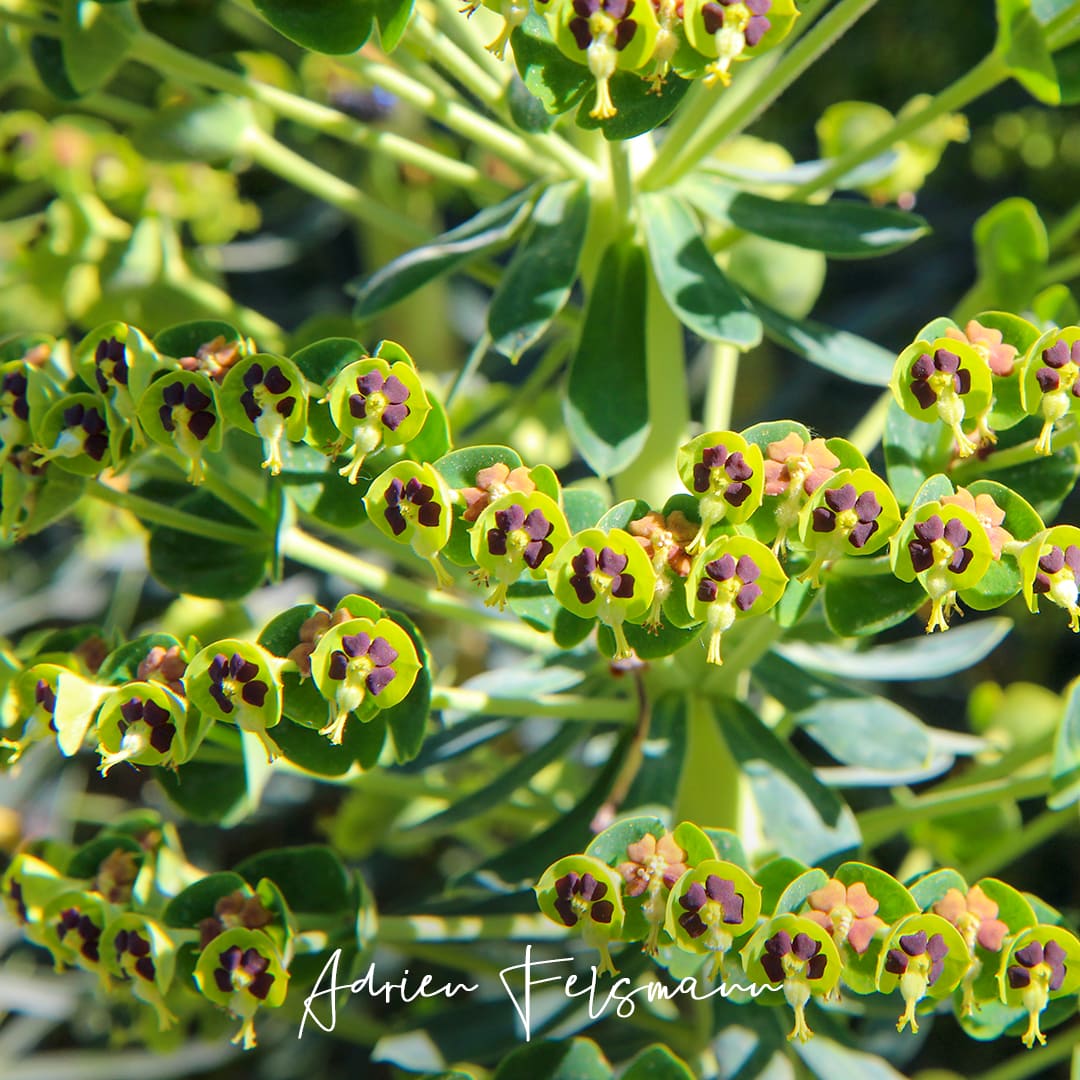 Fleurs d'euphorbe 'Black Pearl'