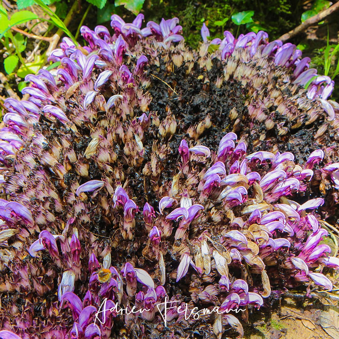 Fleurs très voyantes de la lathrée clandestine