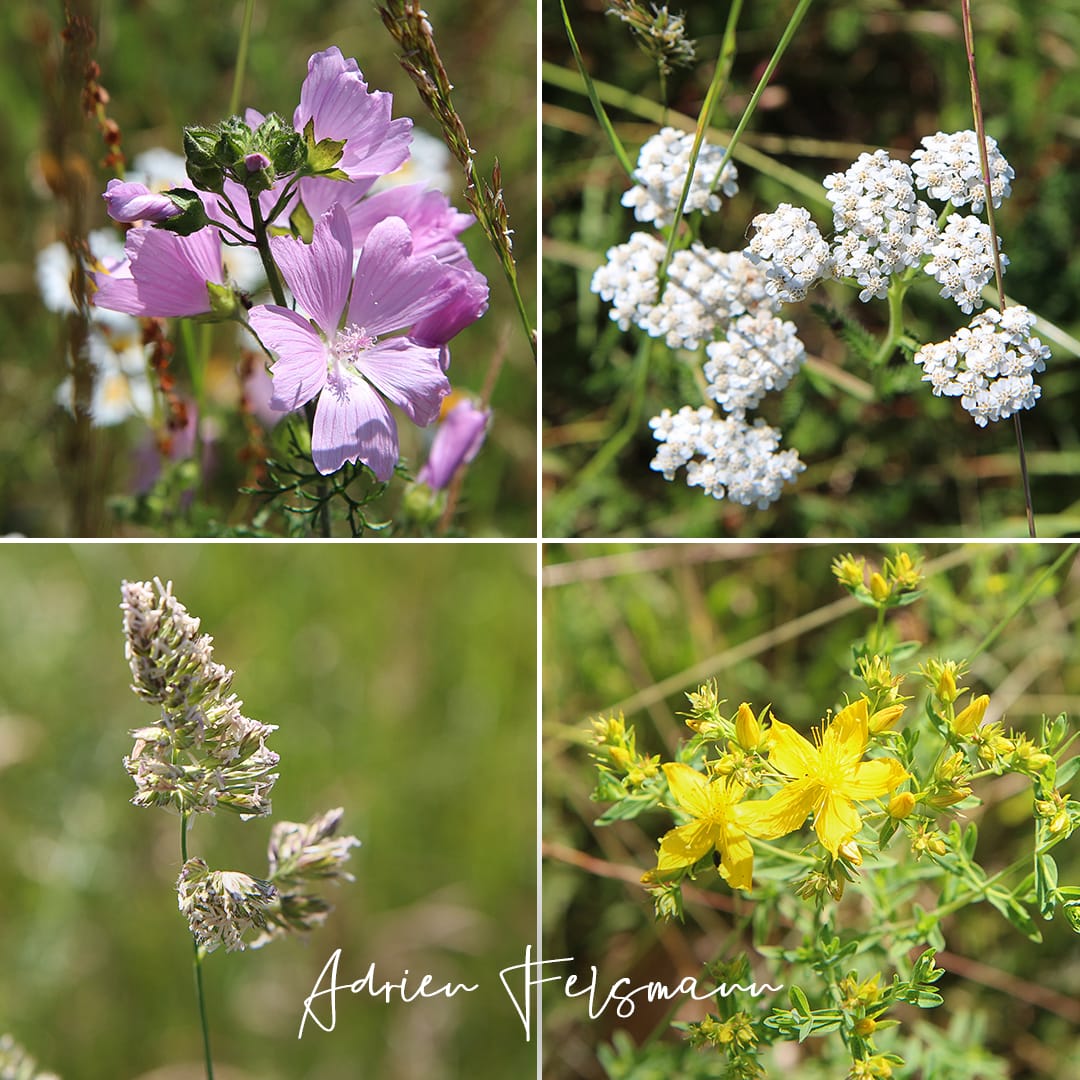 Mauve musquée, achillée millefeuille, dactyle pelotonné et millepertuis perforé