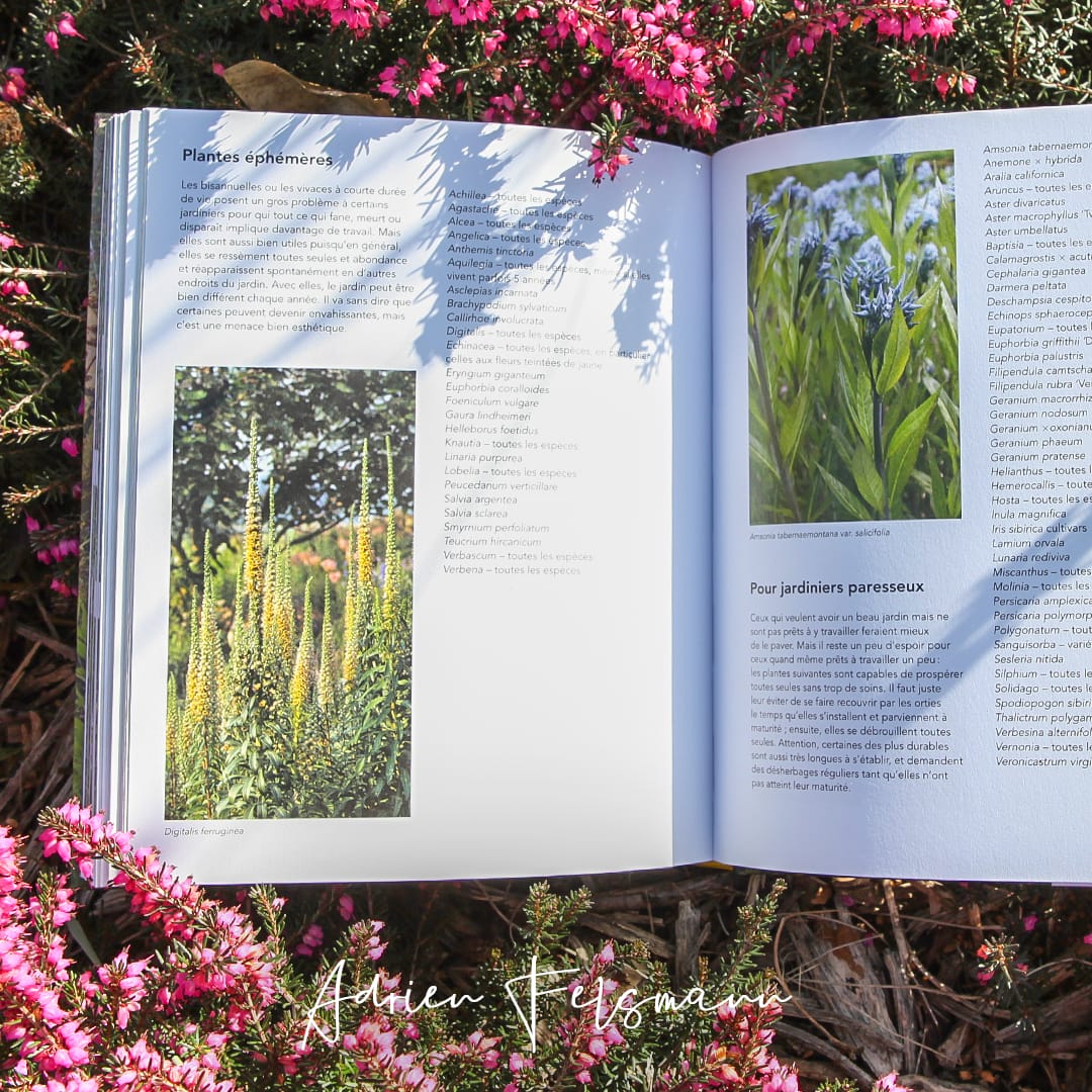 Plantes pour jardin naturaliste référencées par thèmes