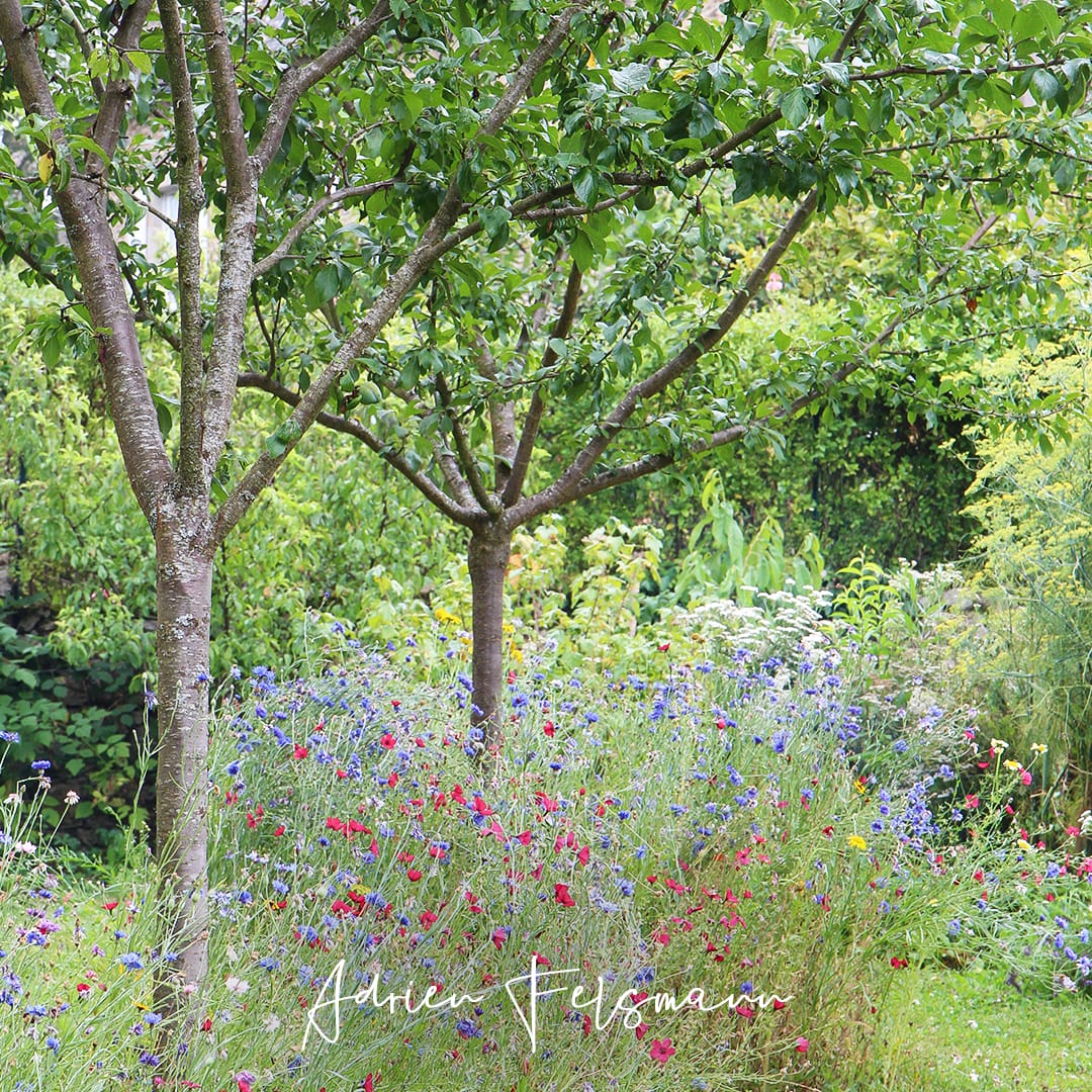 Prairie fleurie pour les oiseaux