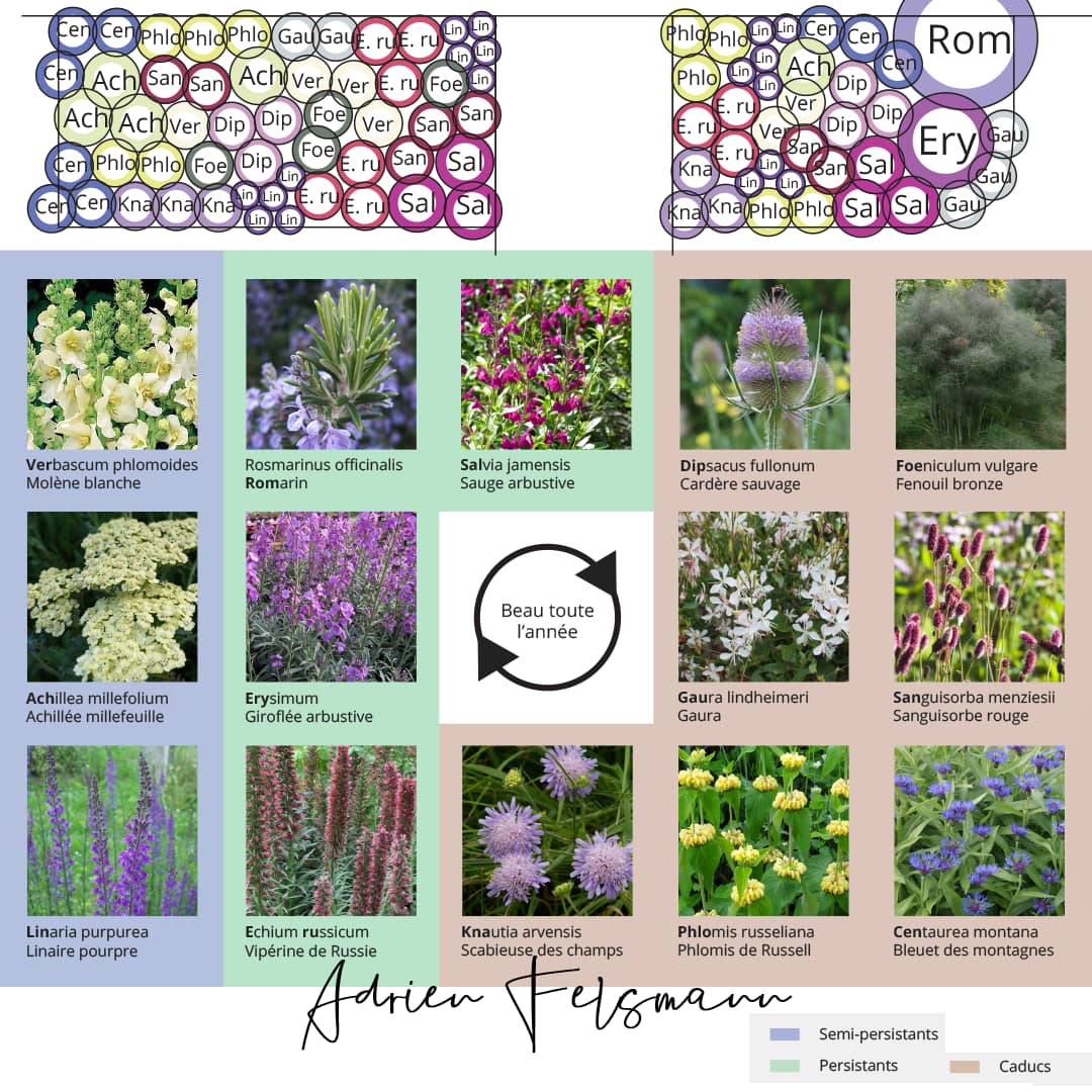 Plan de plantation naturaliste