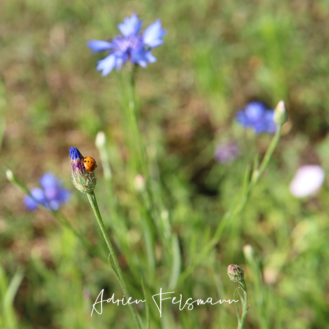 Coccinelle dans une prairie fleurie