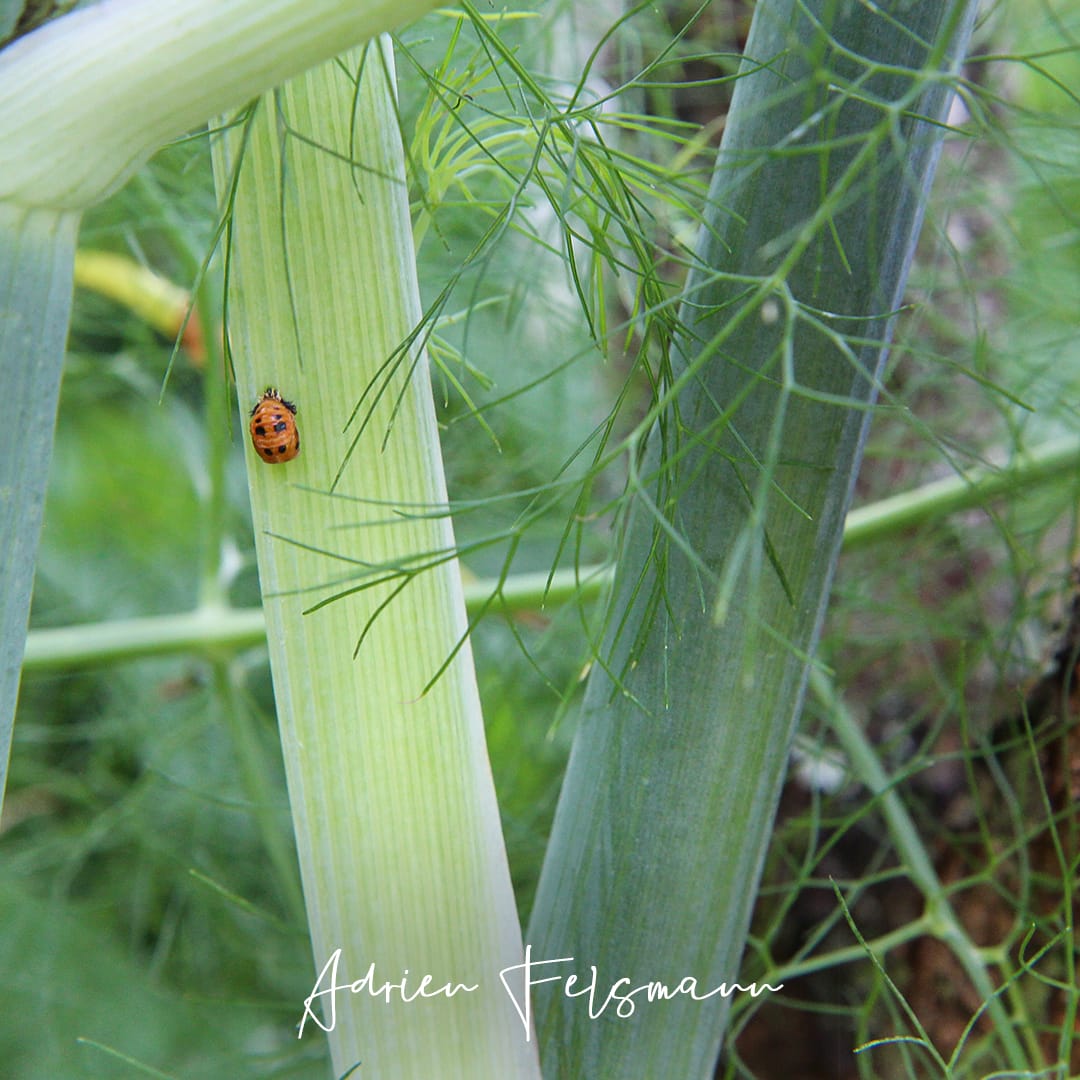 Nymphe de coccinelle sur un fenouil