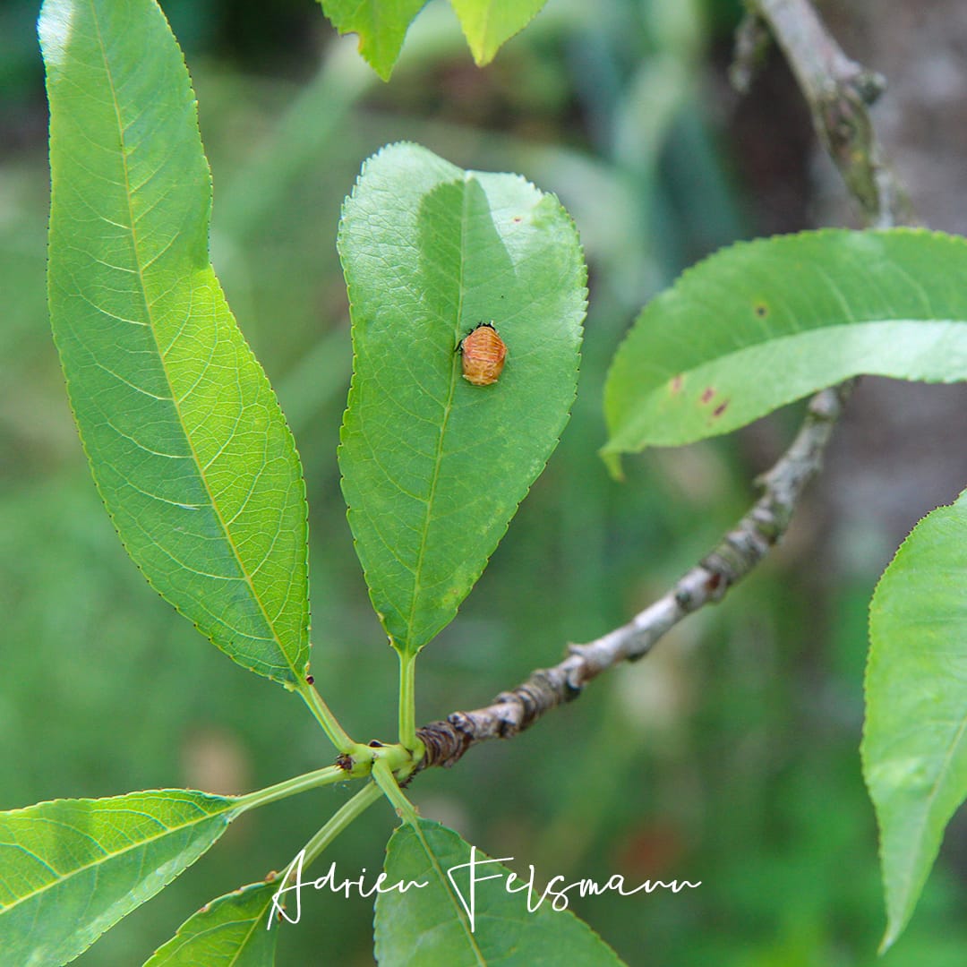 Nymphe de coccinelle sur un pêcher
