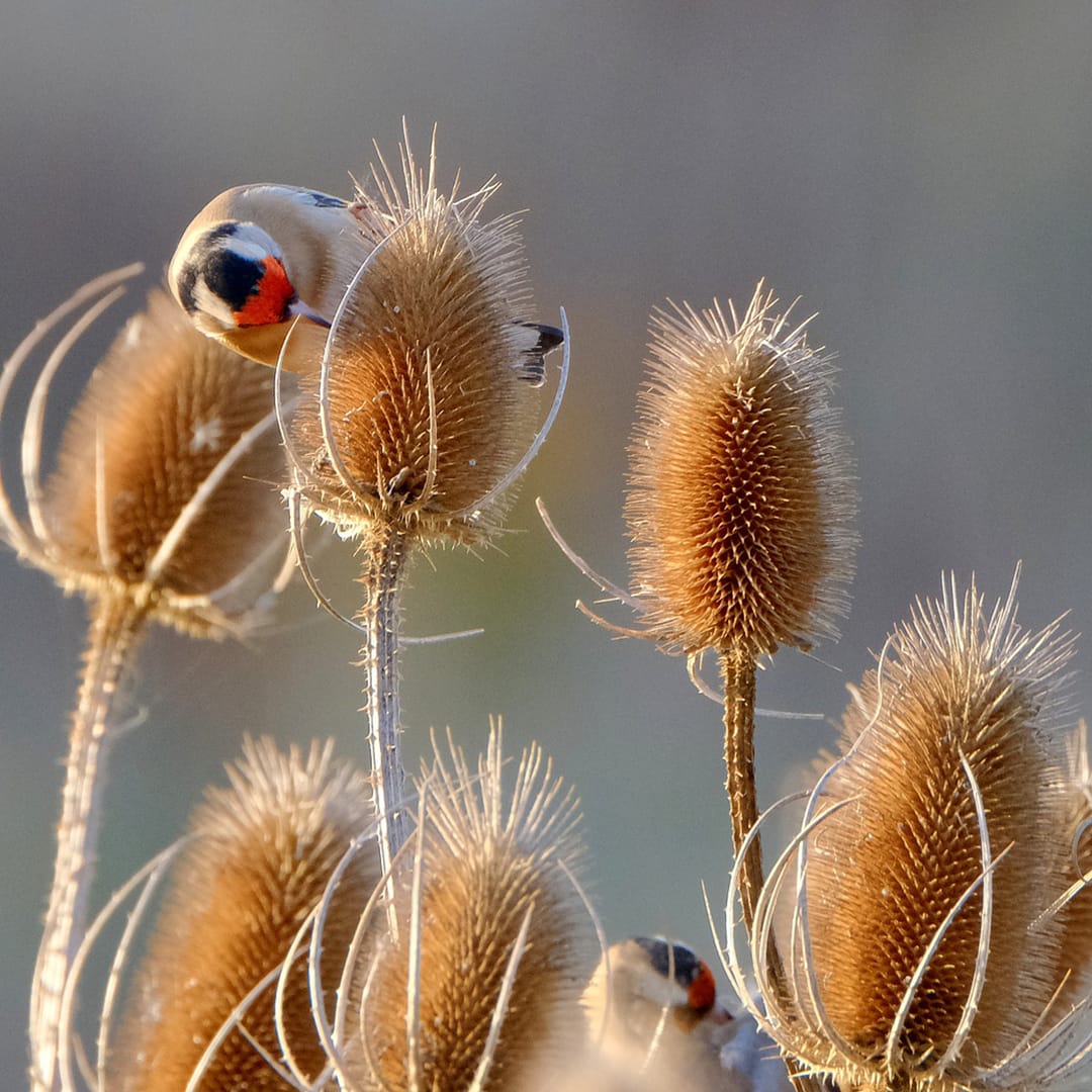Chardonneret élégant posé sur un Dipsacus fullonum
