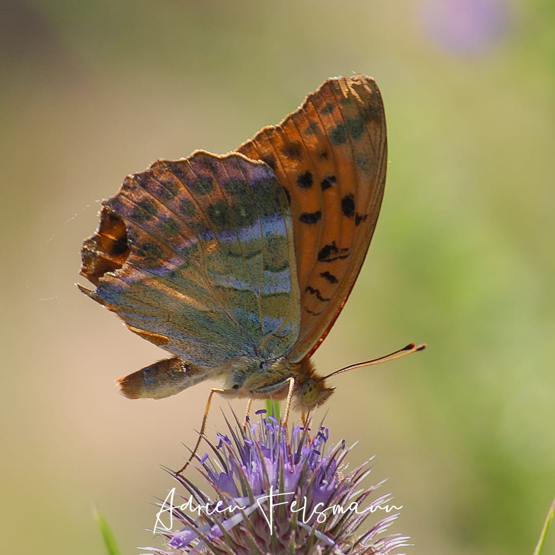 Papillon Tabac d’Espagne sur une cardère sauvage