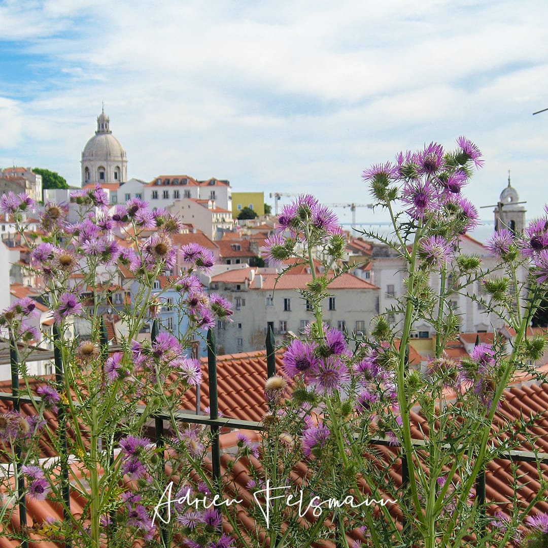 Chardons devant la vue sur l'Alfama à Lisbonne