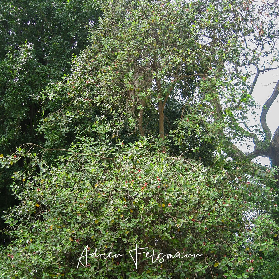 Grand feijoa au jardin botanique de Lisbonne