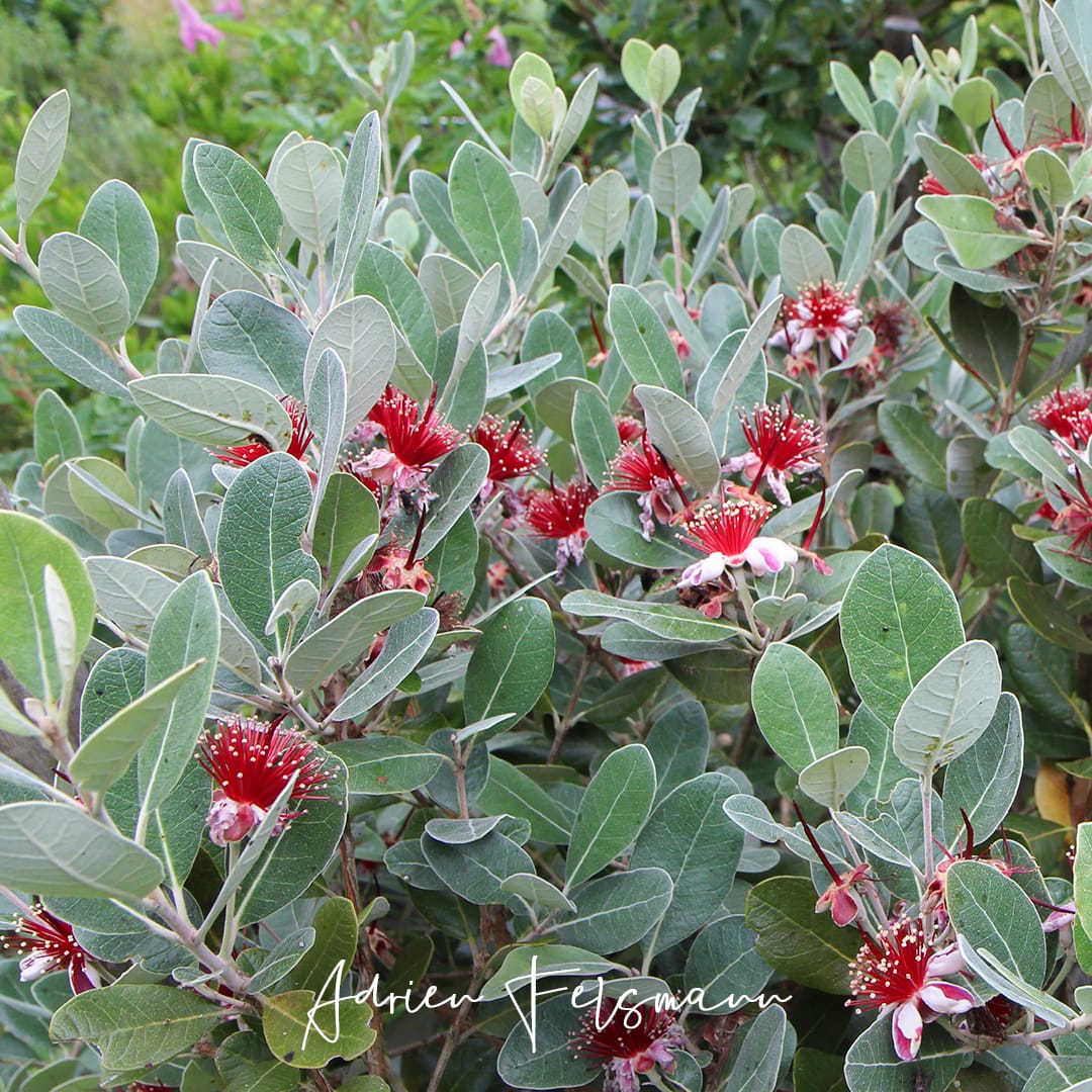 Feuillage et fleurs du feijoa sellowiana