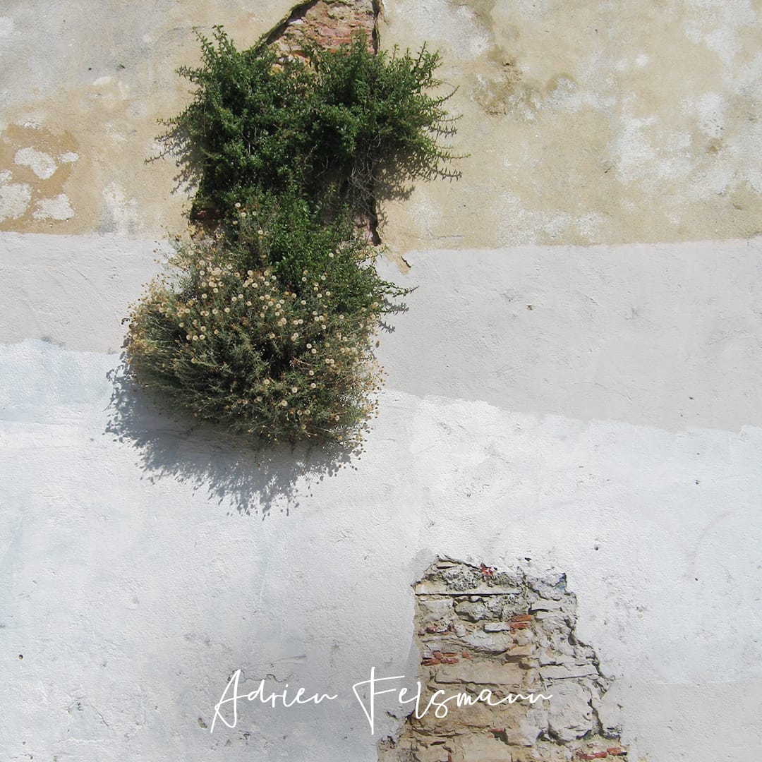 Phagnalon graecum sur un mur à Lisbonne