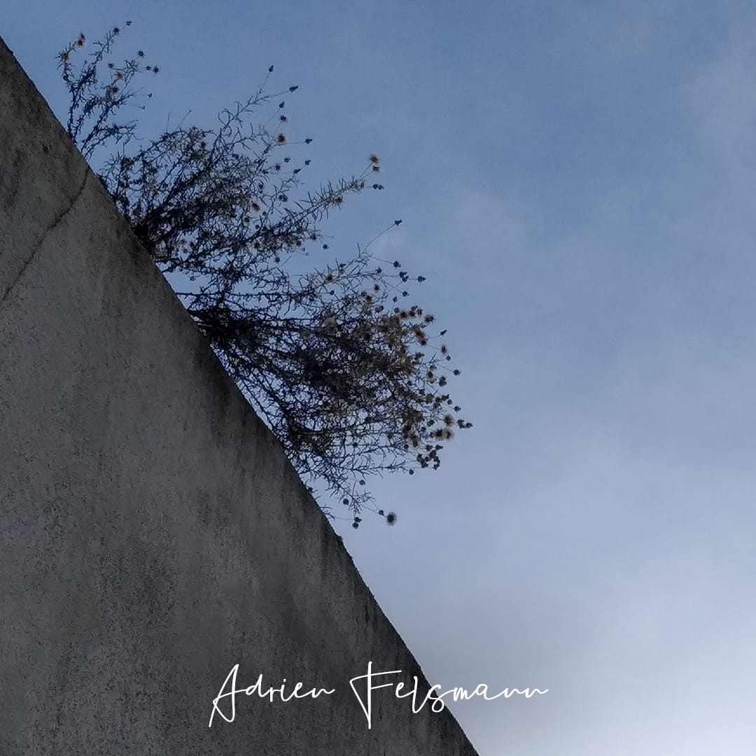 Une plante sauvage pousse sur un mur