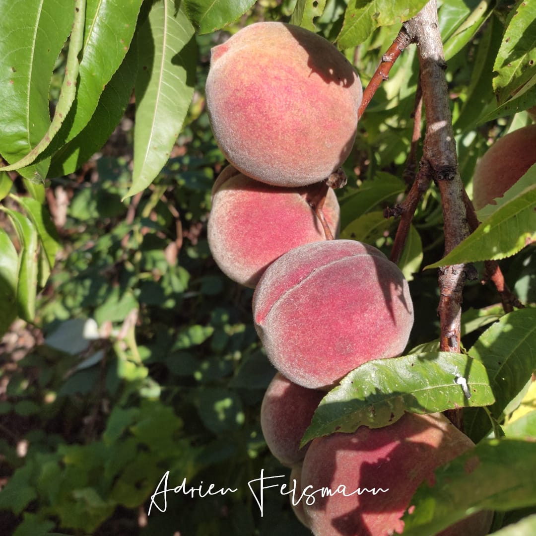 Pêche de vigne Sanguine Vineuse
