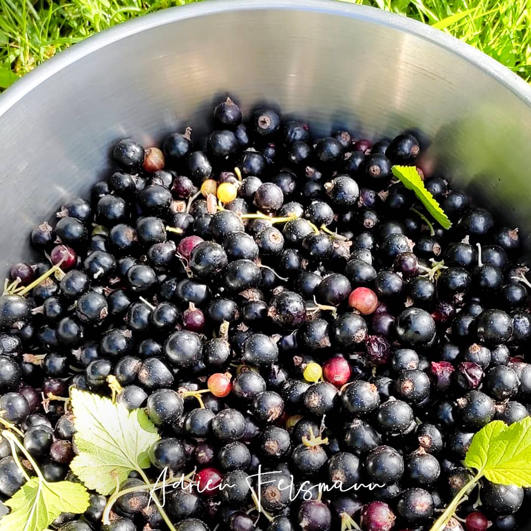 Récolte de cassis