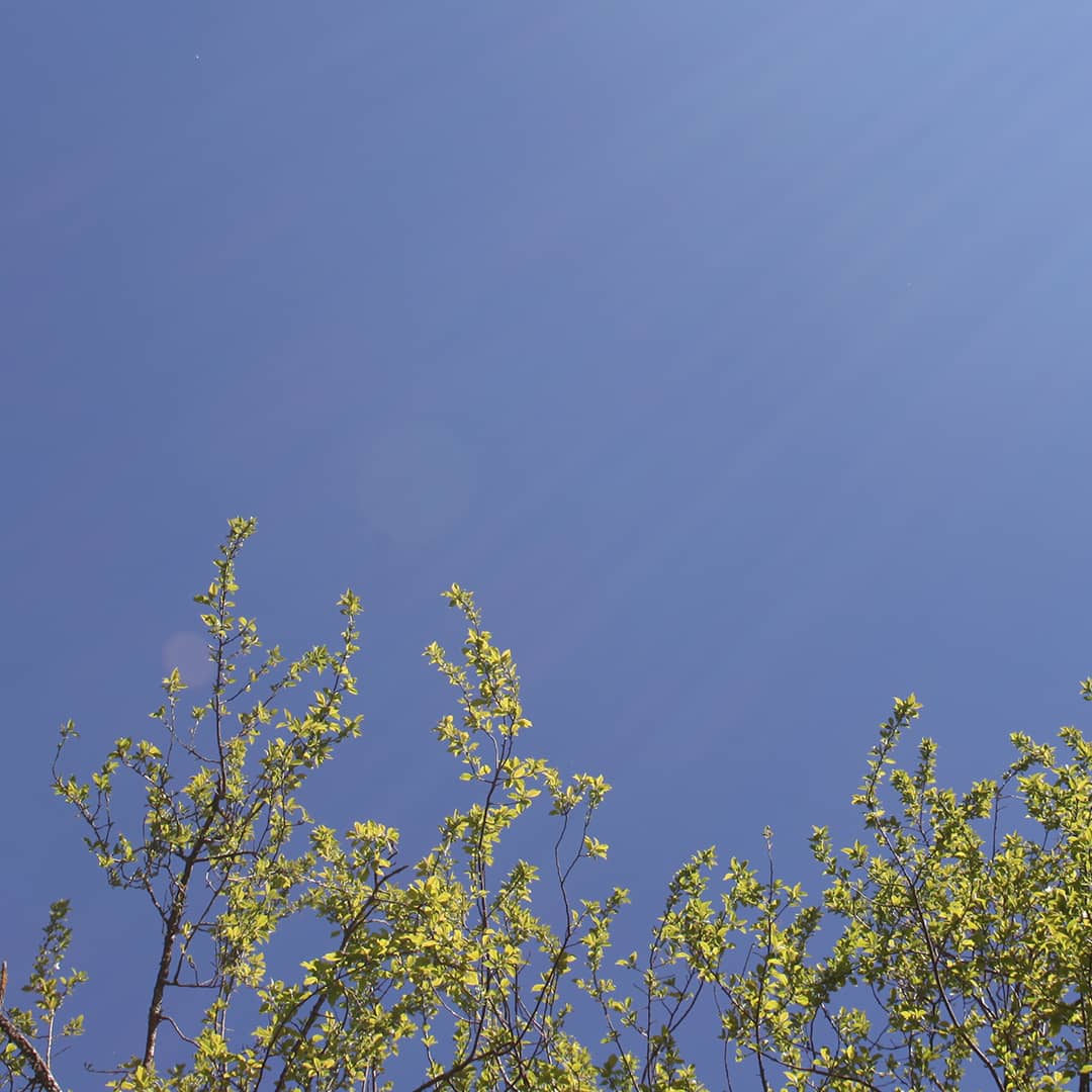 Feuillage d'un arbre vu de dessous