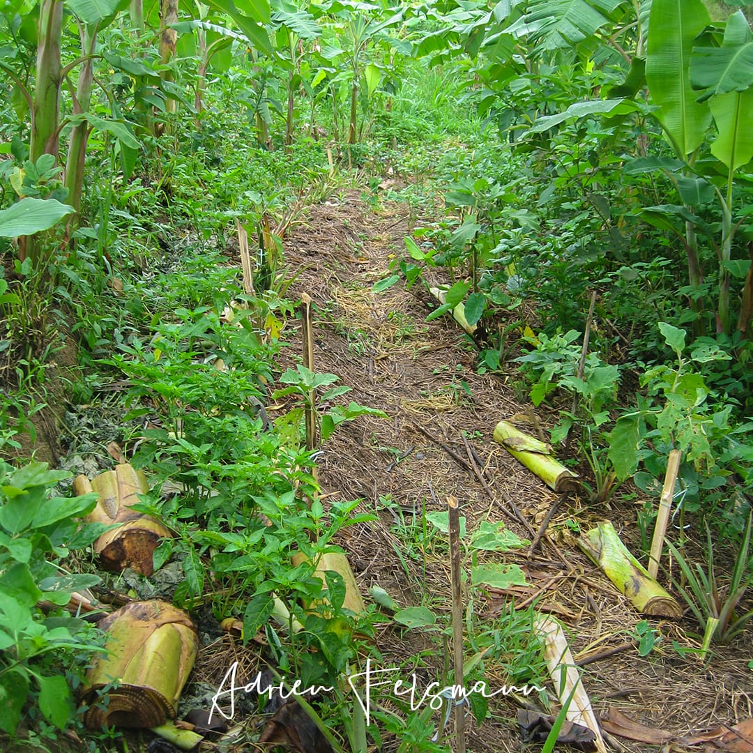 Matière organique et engrais verts dans un jardin en agroforesterie