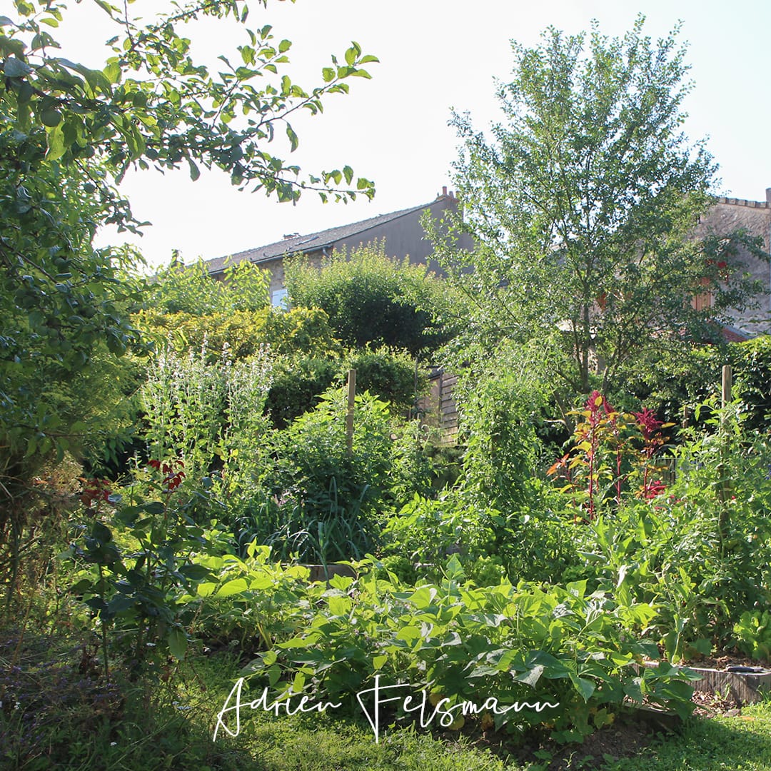 Potager avec des arbres dans un jardin inspiré par l'agroforesterie
