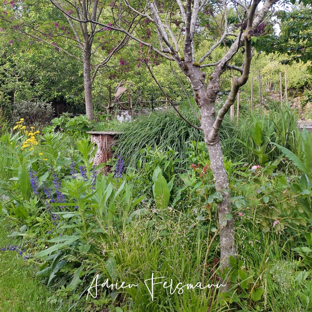 Plantes sauvages dans un jardin naturel