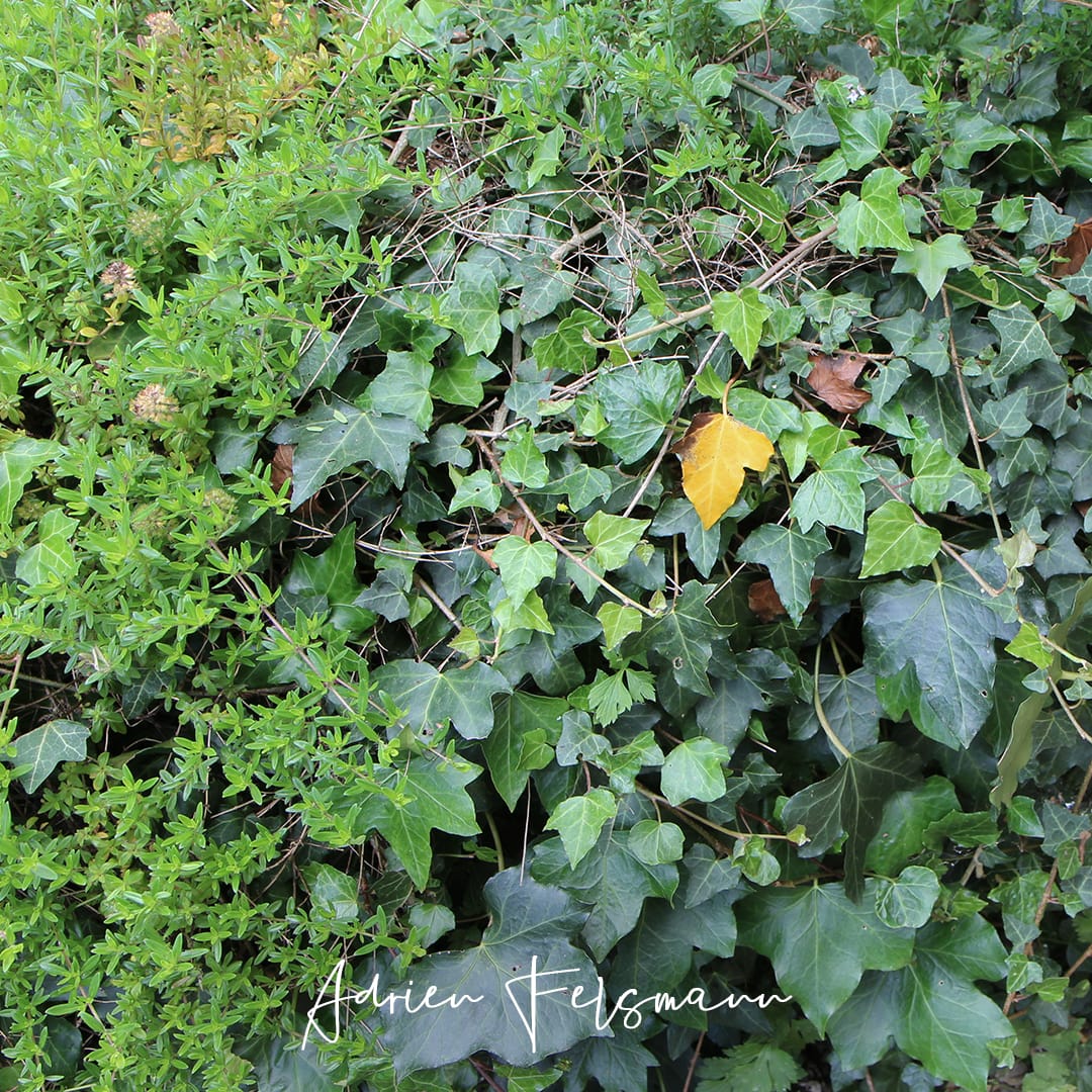 Hedera helix en couvre-sol au jardin naturel