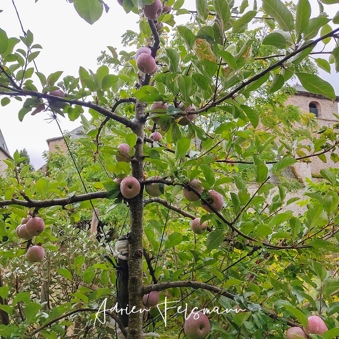 Pommier taillé en solaxe dans un jardin écologique