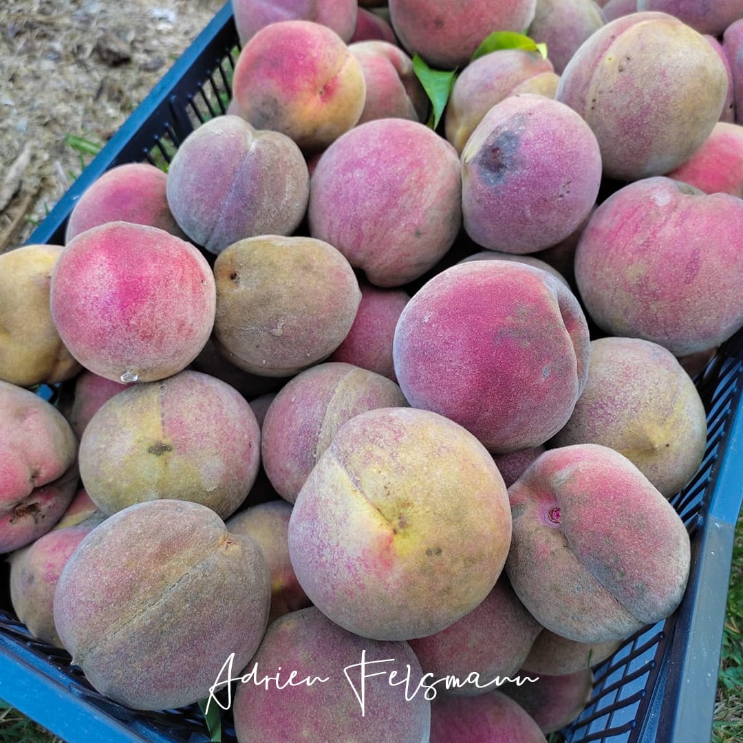 Récoltes de pêches au jardin nourricier