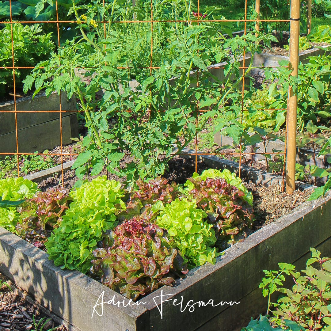 Culture de salades au potager écologique