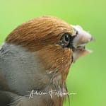 Comment attirer la faune dans mon jardin améliore mon bien-être ?