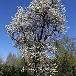 Comment tailler un arbre fruitier correctement ?