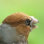Comment attirer la faune dans mon jardin améliore mon bien-être ?