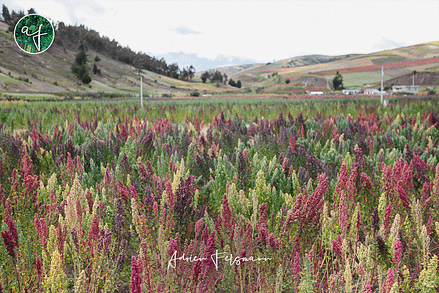 Culture de quinoa en Equateur