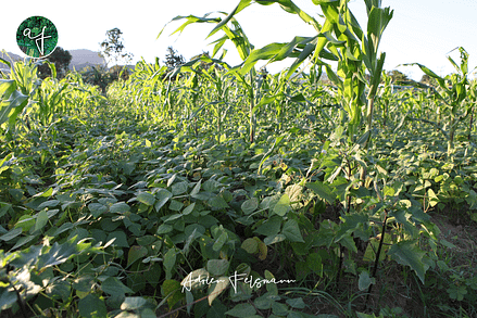 Cultures associées et agroécologie à Cuba