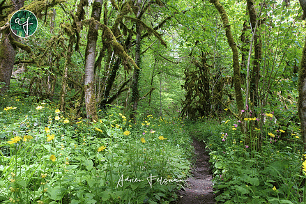 Ecosystème de sous-bois dans l'Aveyron