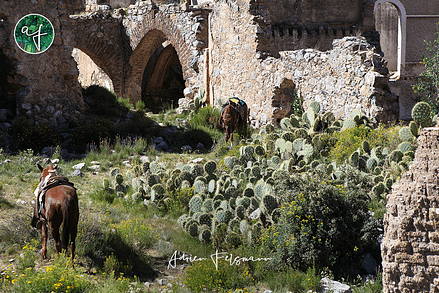 Nopal dans un écosystème de terrain sec Mexique