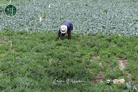 Culture potagère au Guatemala