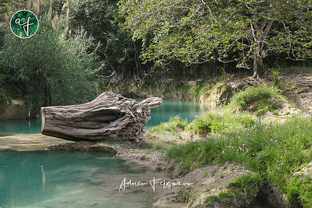 Ecosystème de rivière au Mexique